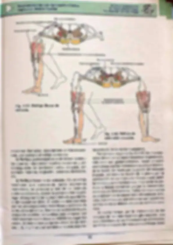 pf24