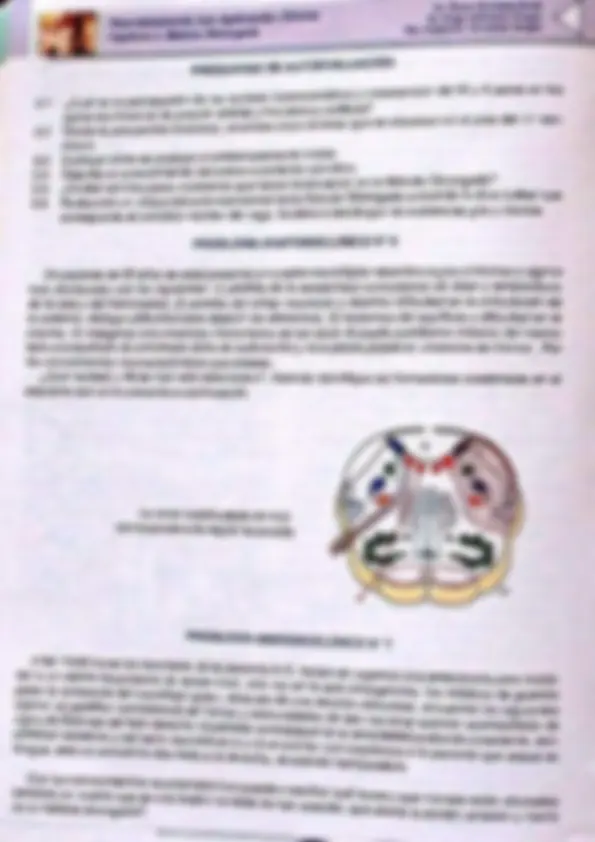 pf31
