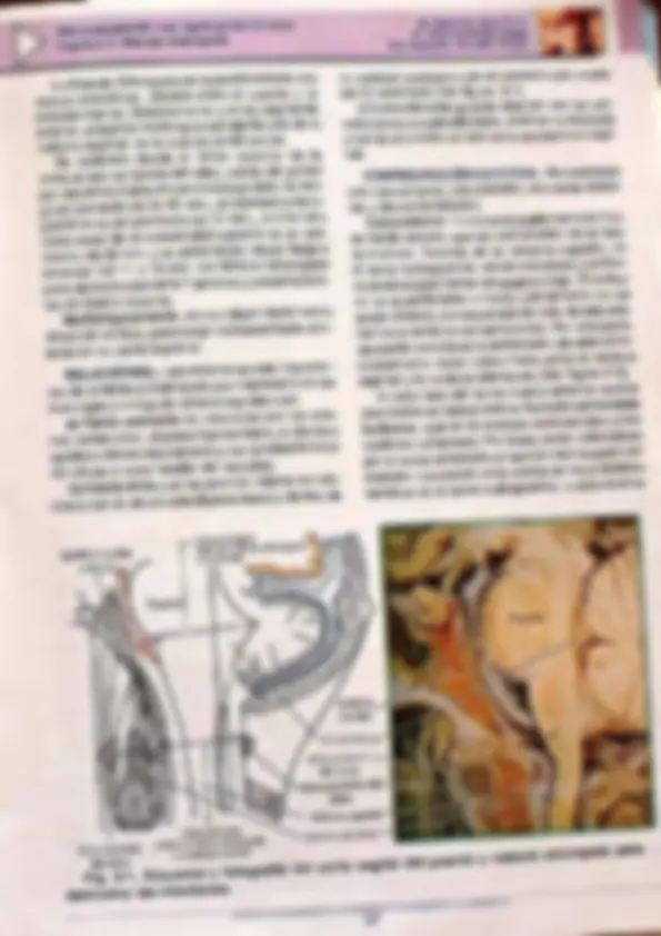 pf28