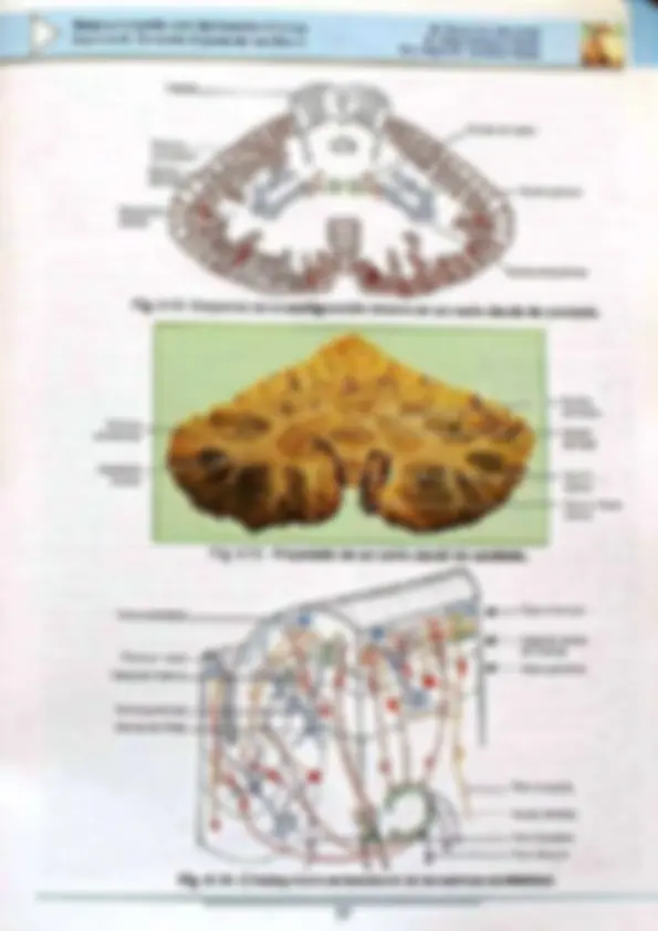 pf50