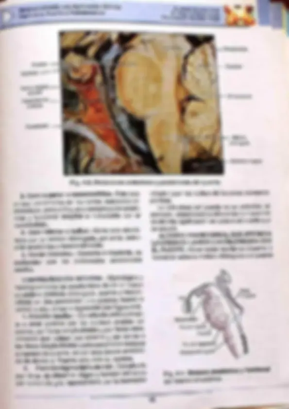 pf34