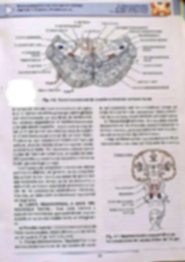 pf36