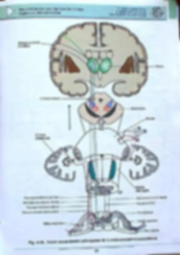 pf20