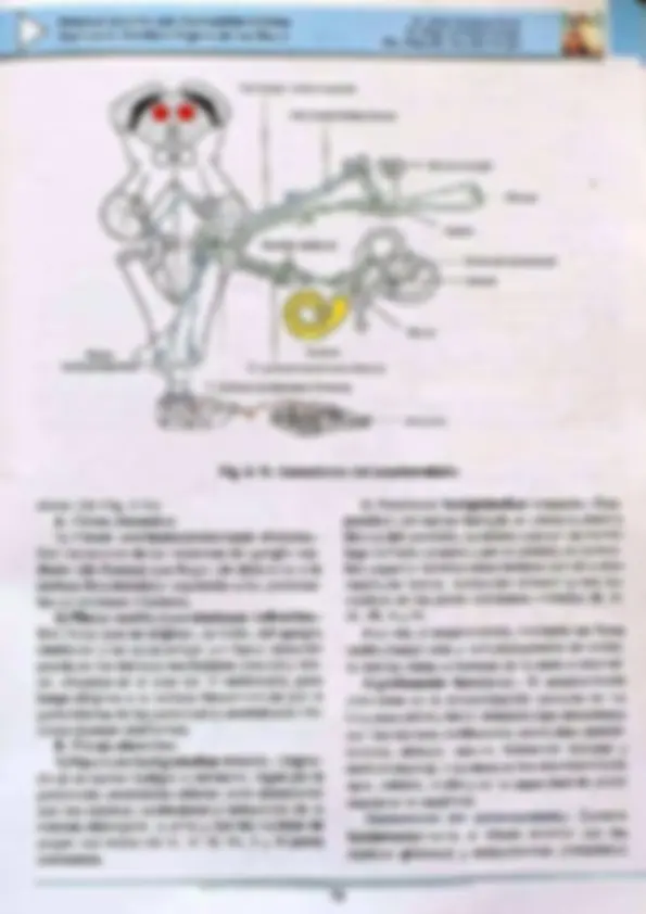 pf52