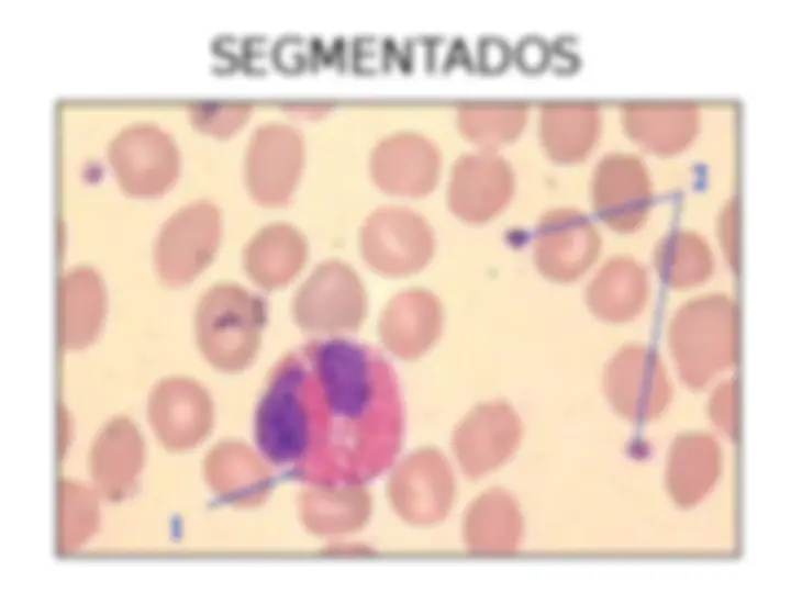 pf53