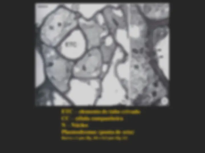 pf1b