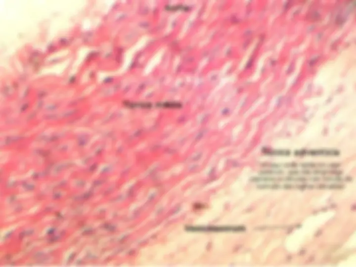 pf28