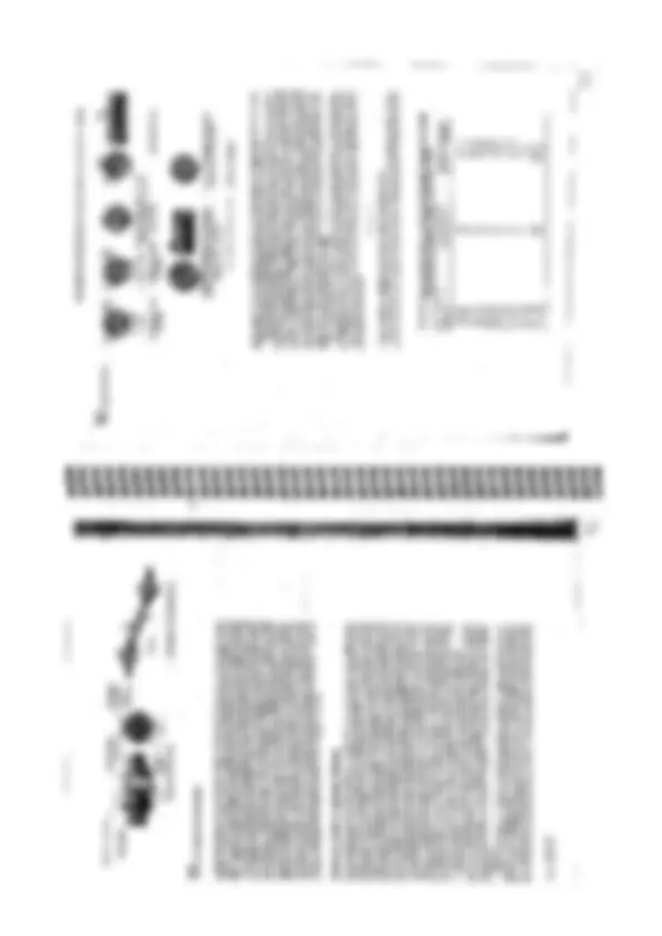 pf28