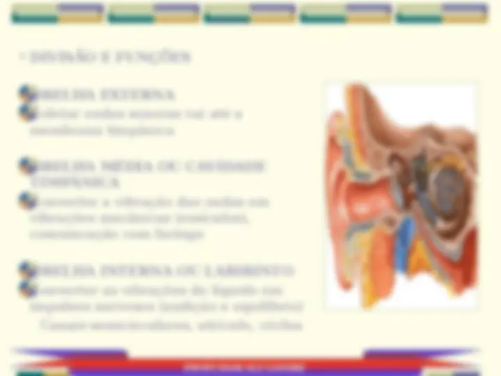 Anatomia corpo humano parte 5 - Anatomia e fisiologia do sistema