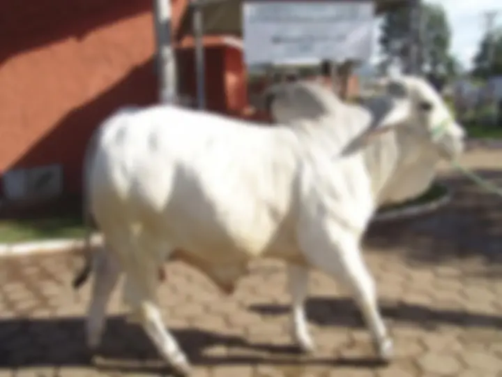 pf4