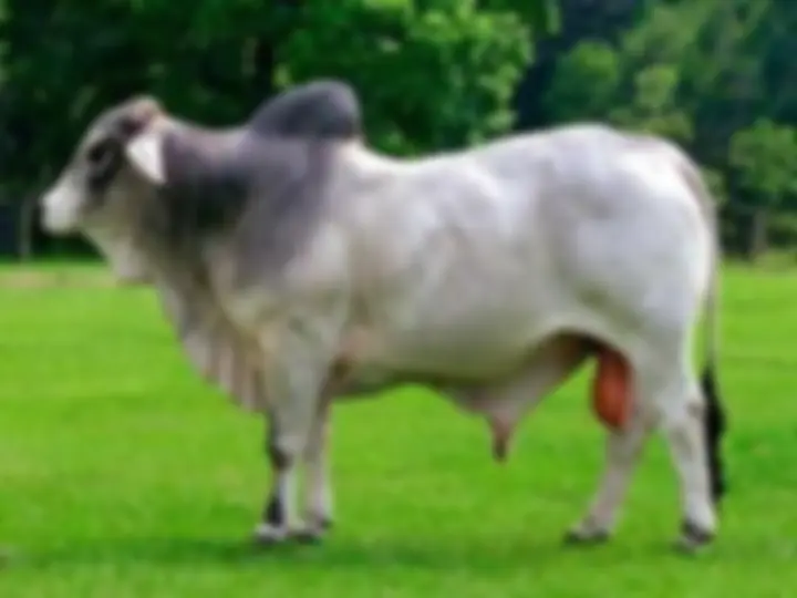 pf8