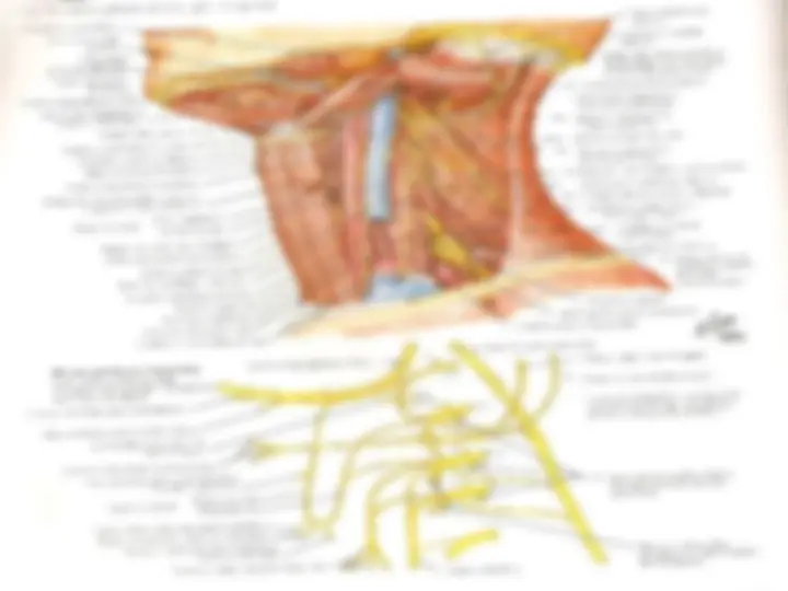 pf19