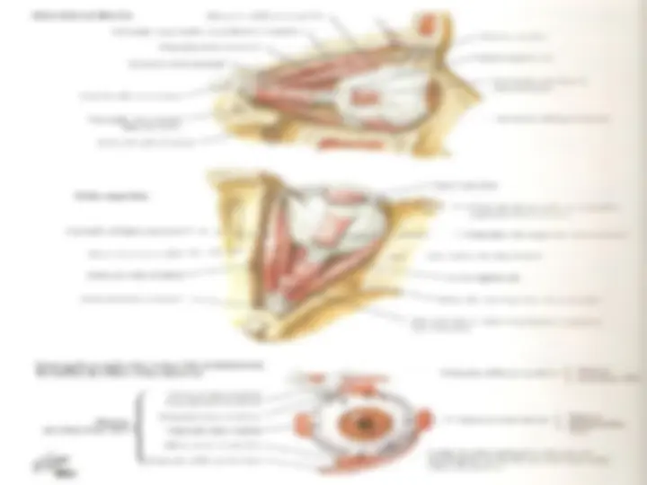 pf48