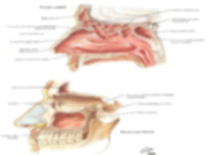 pf29