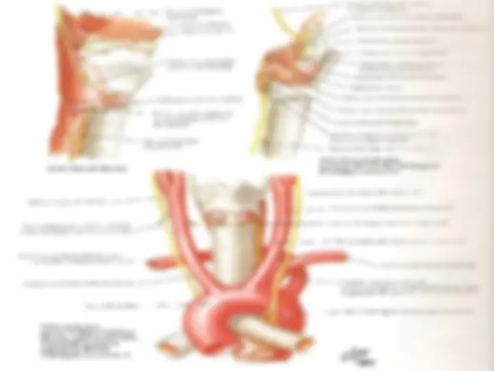 pf46