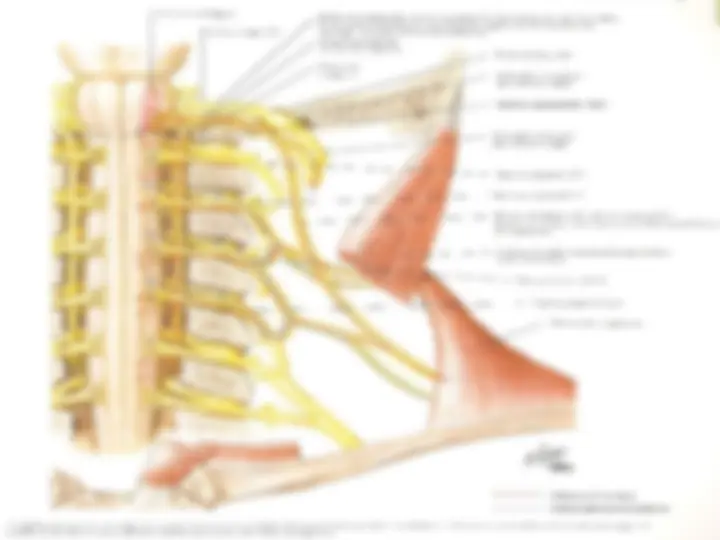 pf55