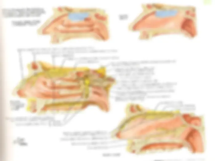 pf23