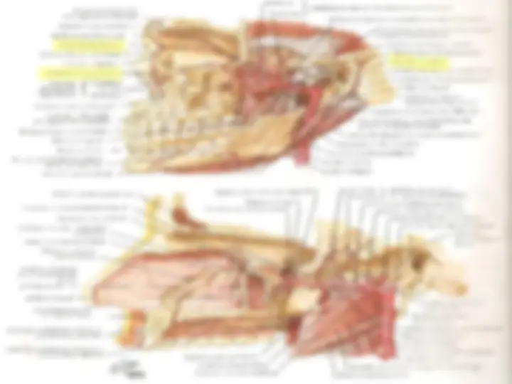 pf21