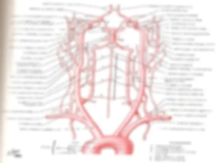 pf58