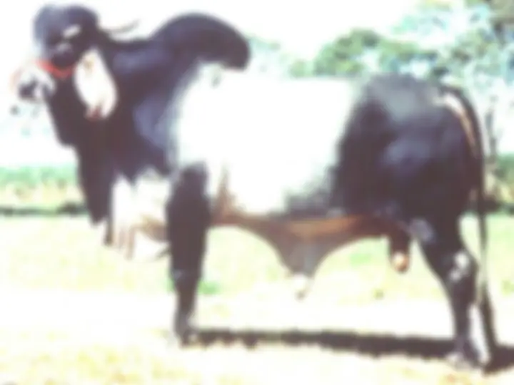 pf22