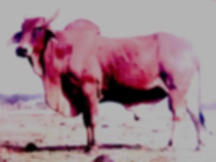 pf27