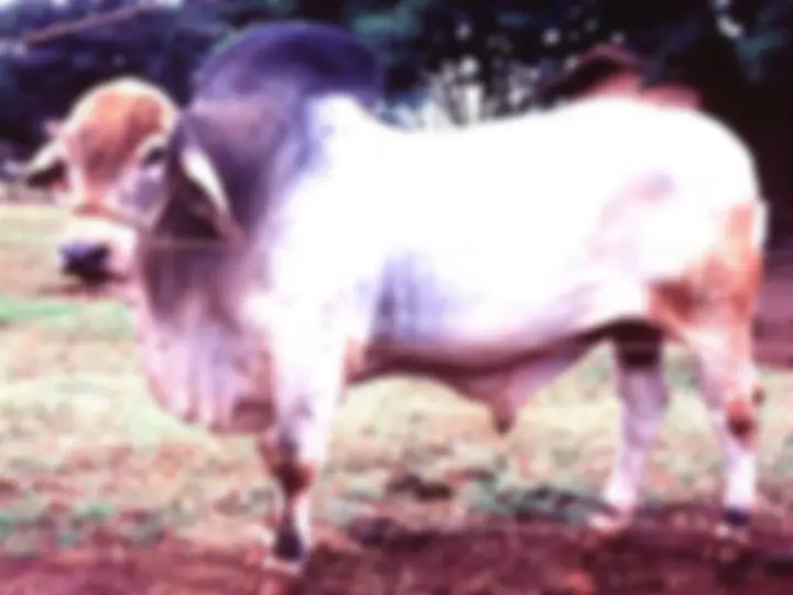 pf24