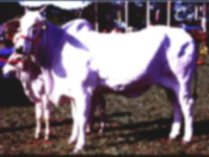 pf20