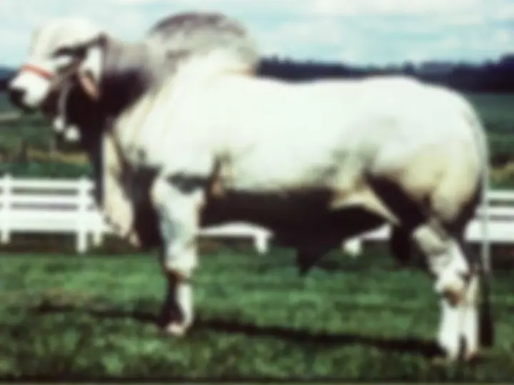 pf25