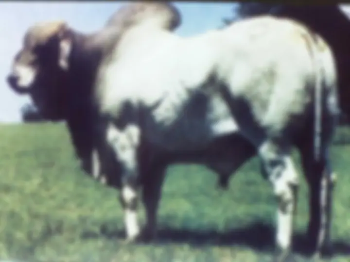 pf29