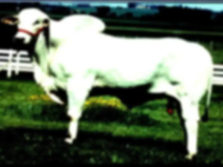 pf1f