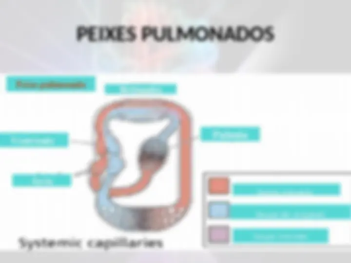 pf26