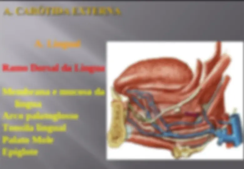 pf26