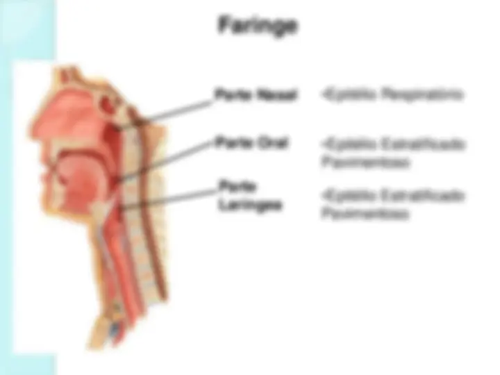 pfe