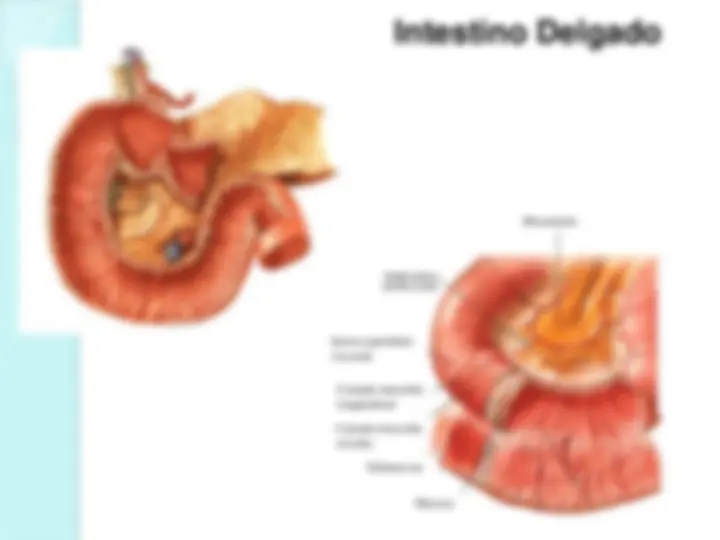 pf1c