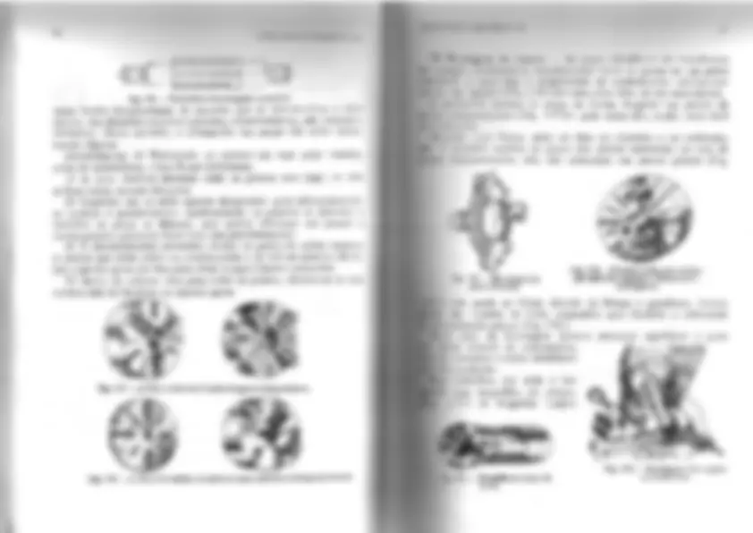pf31