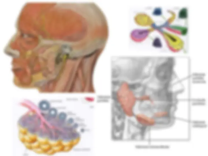 pf26
