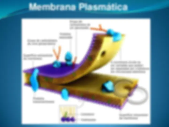 pf5