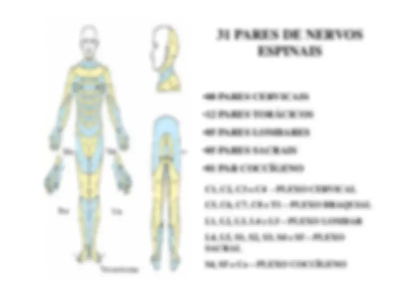 pf17