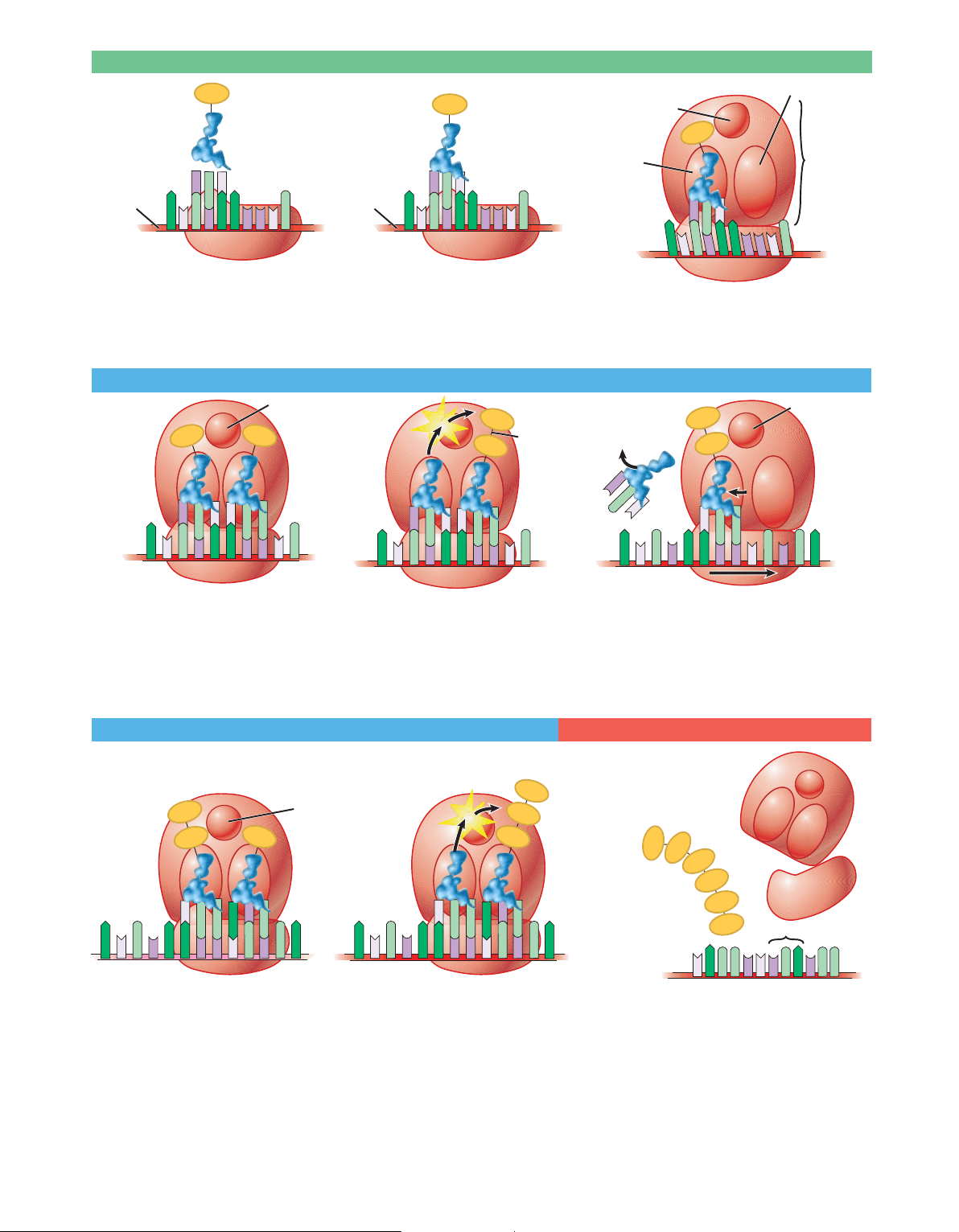 bg1