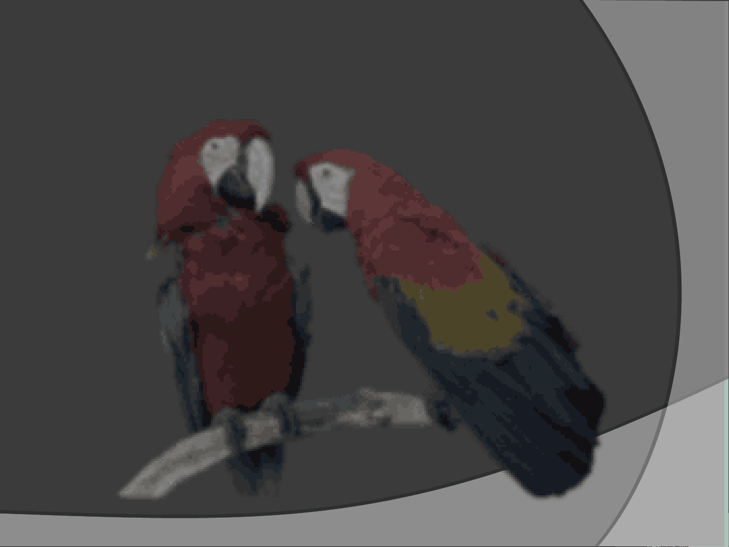 bg1