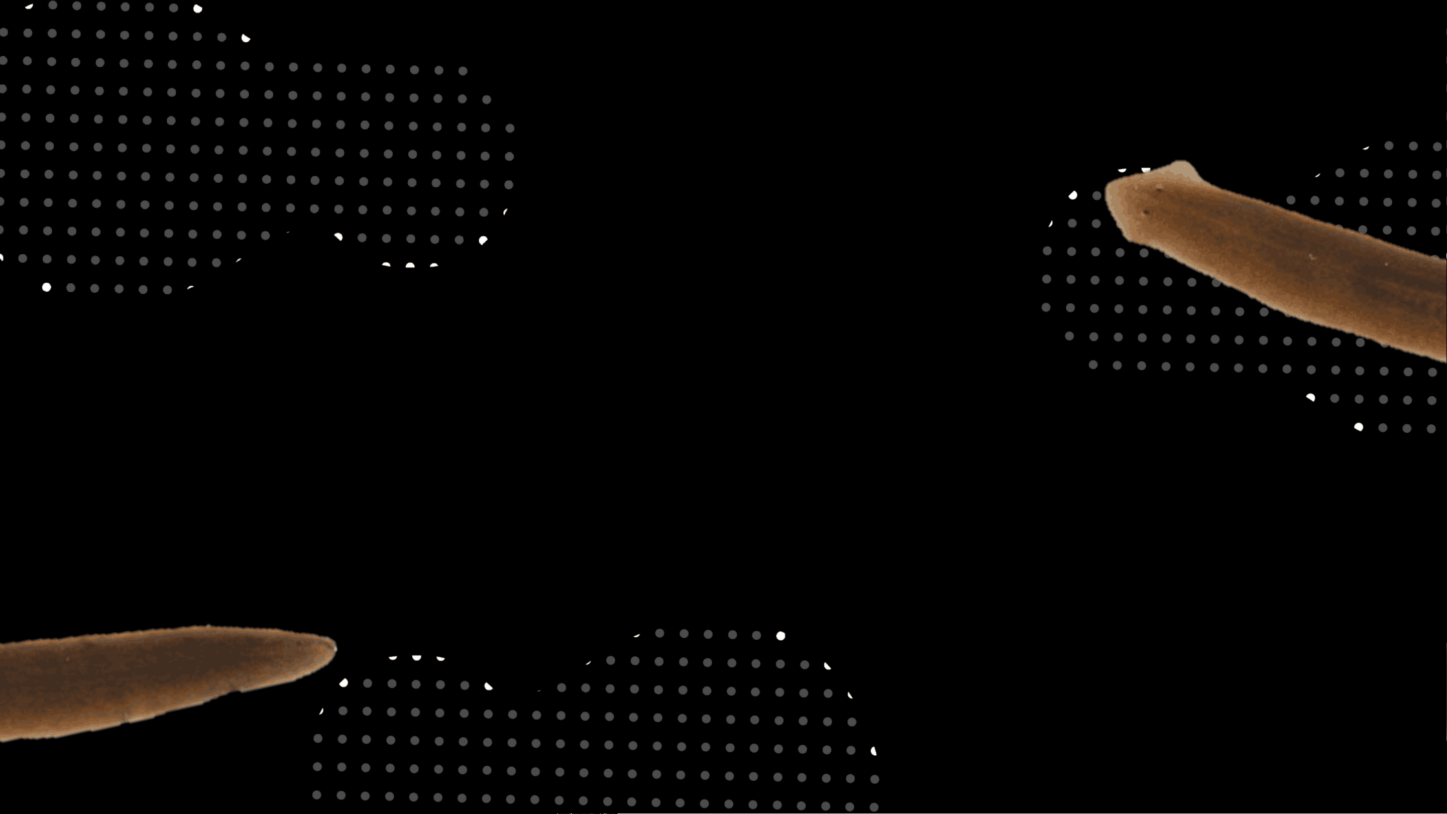 bg1