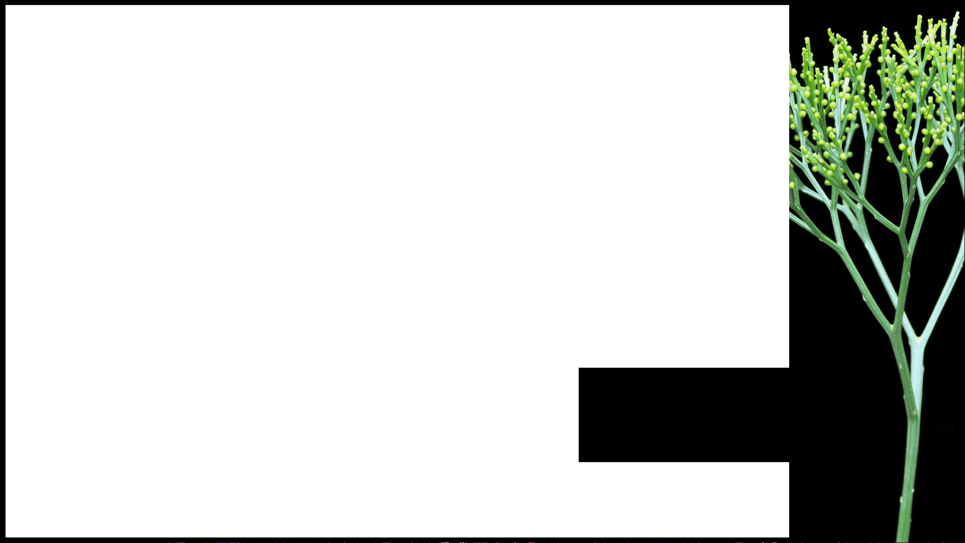 bg1