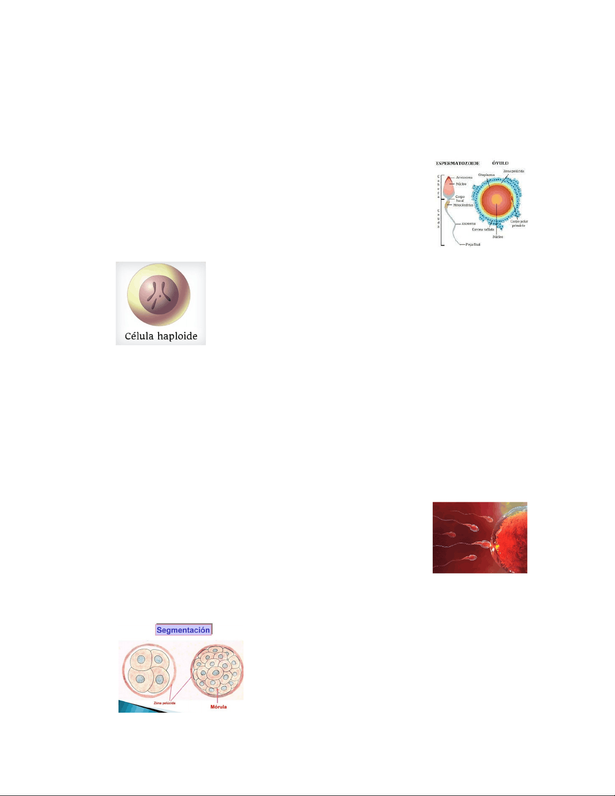 bg1