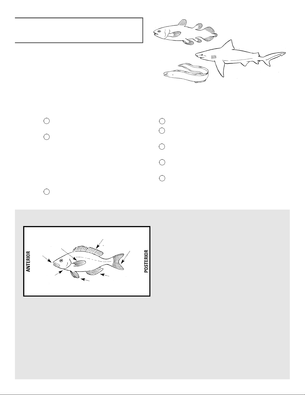 bg1