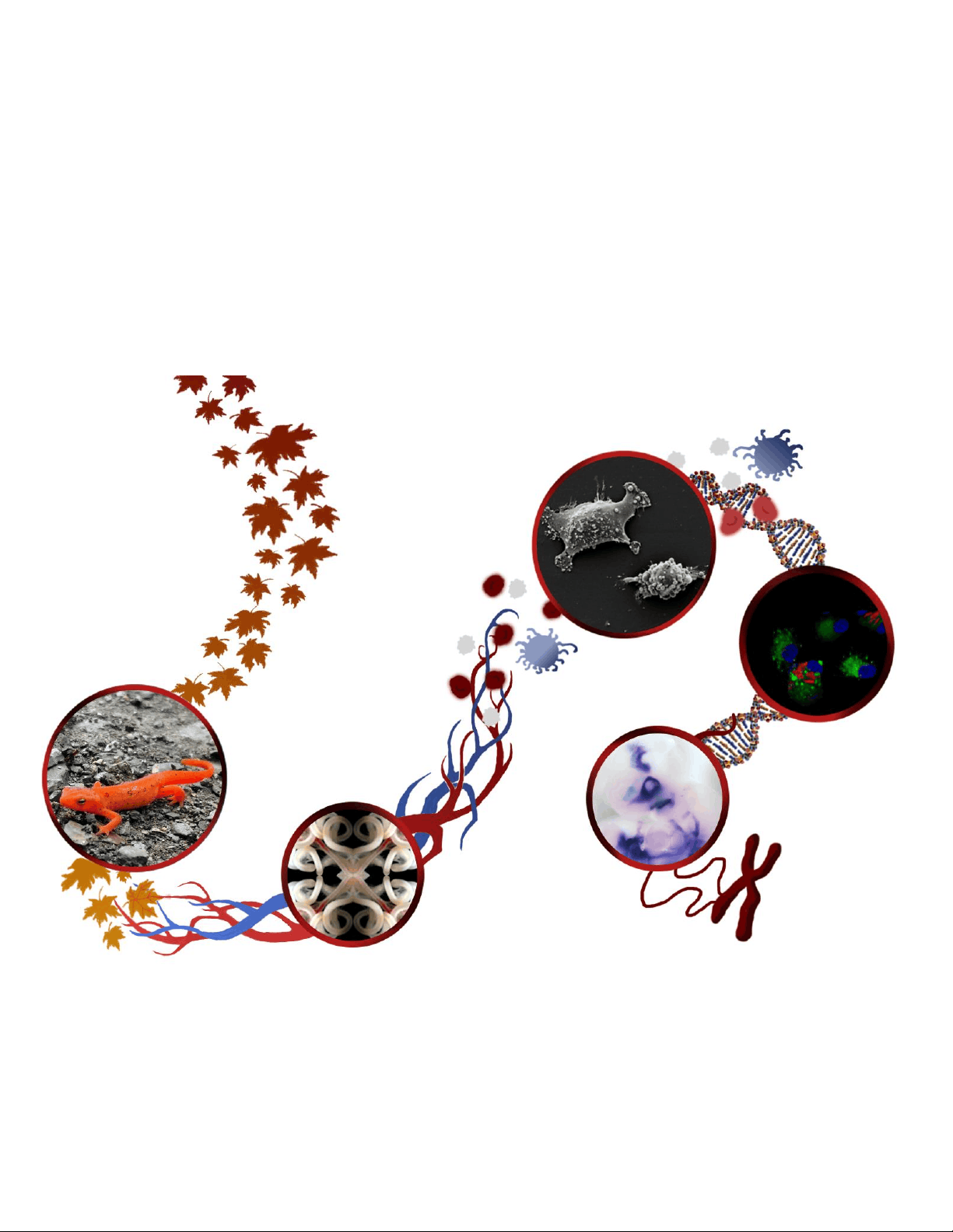 bg1