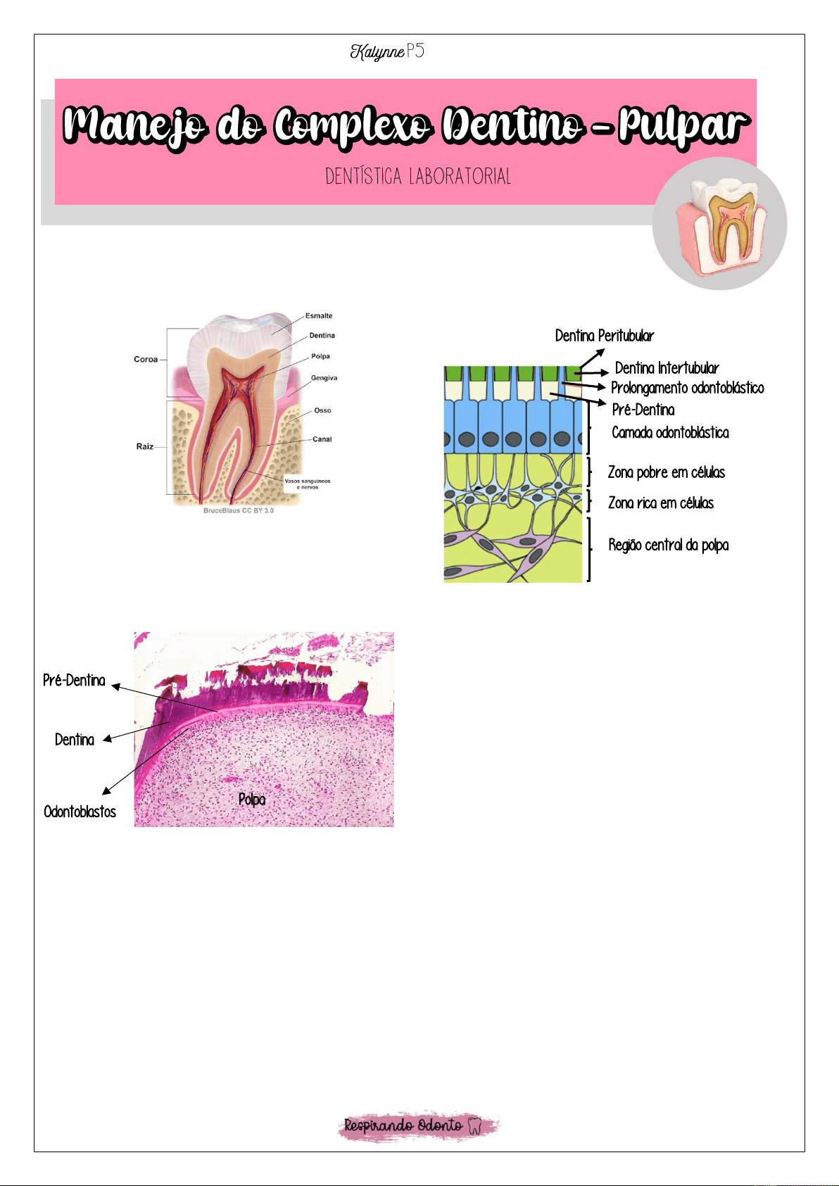 bg1