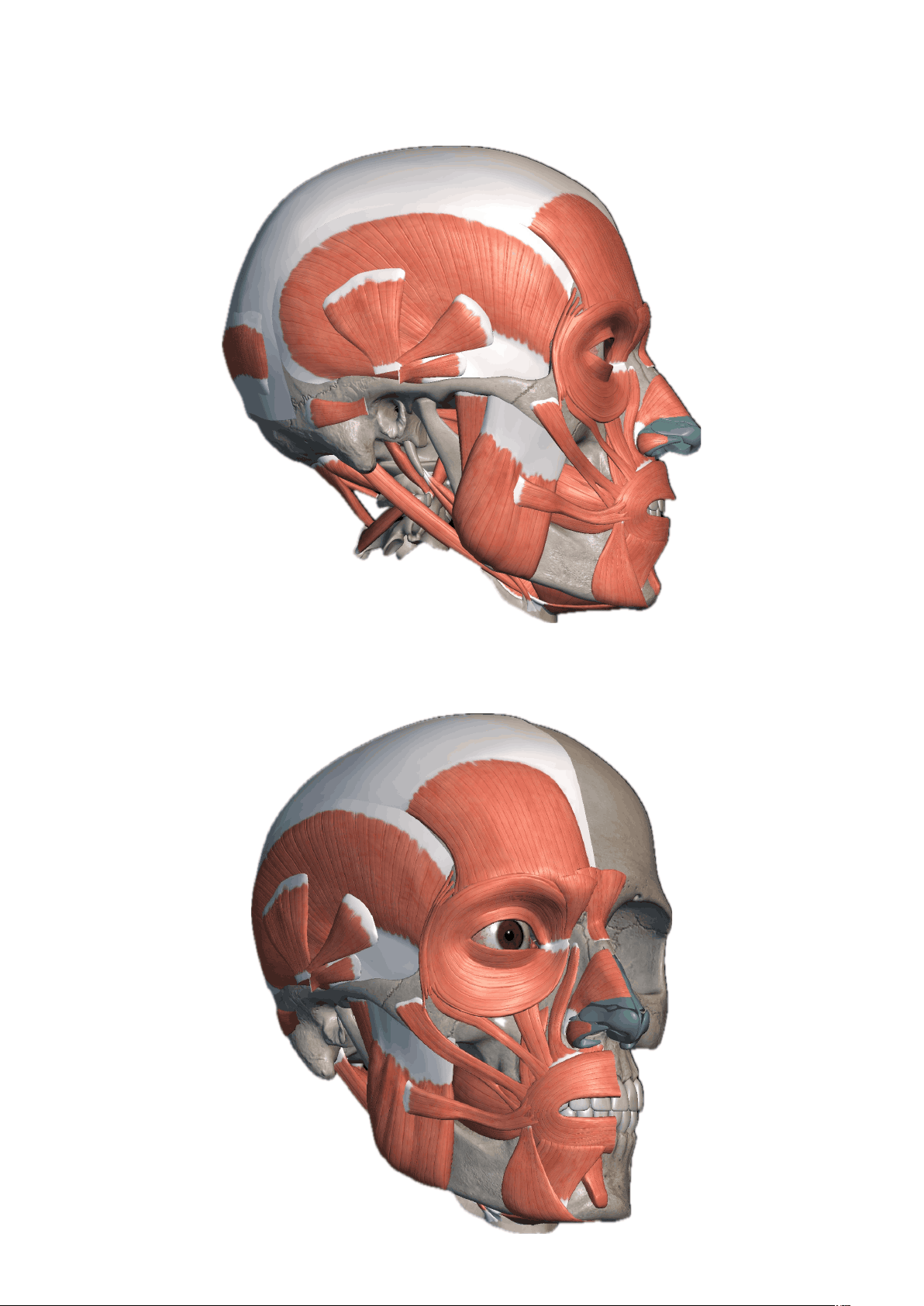 bg1