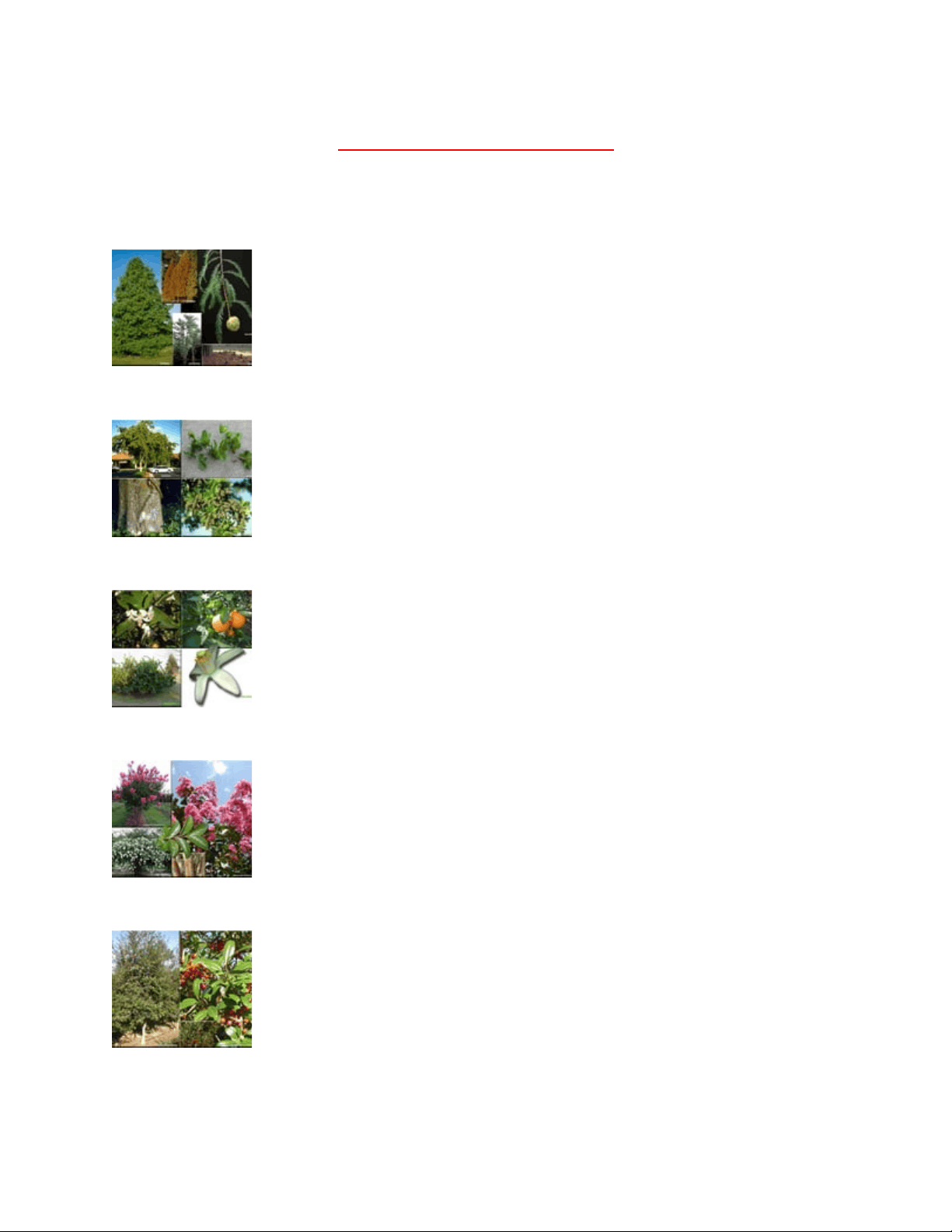bg1