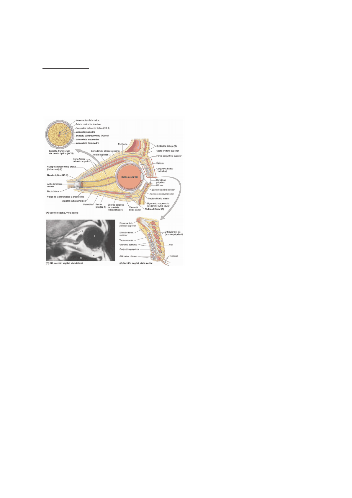 bg1