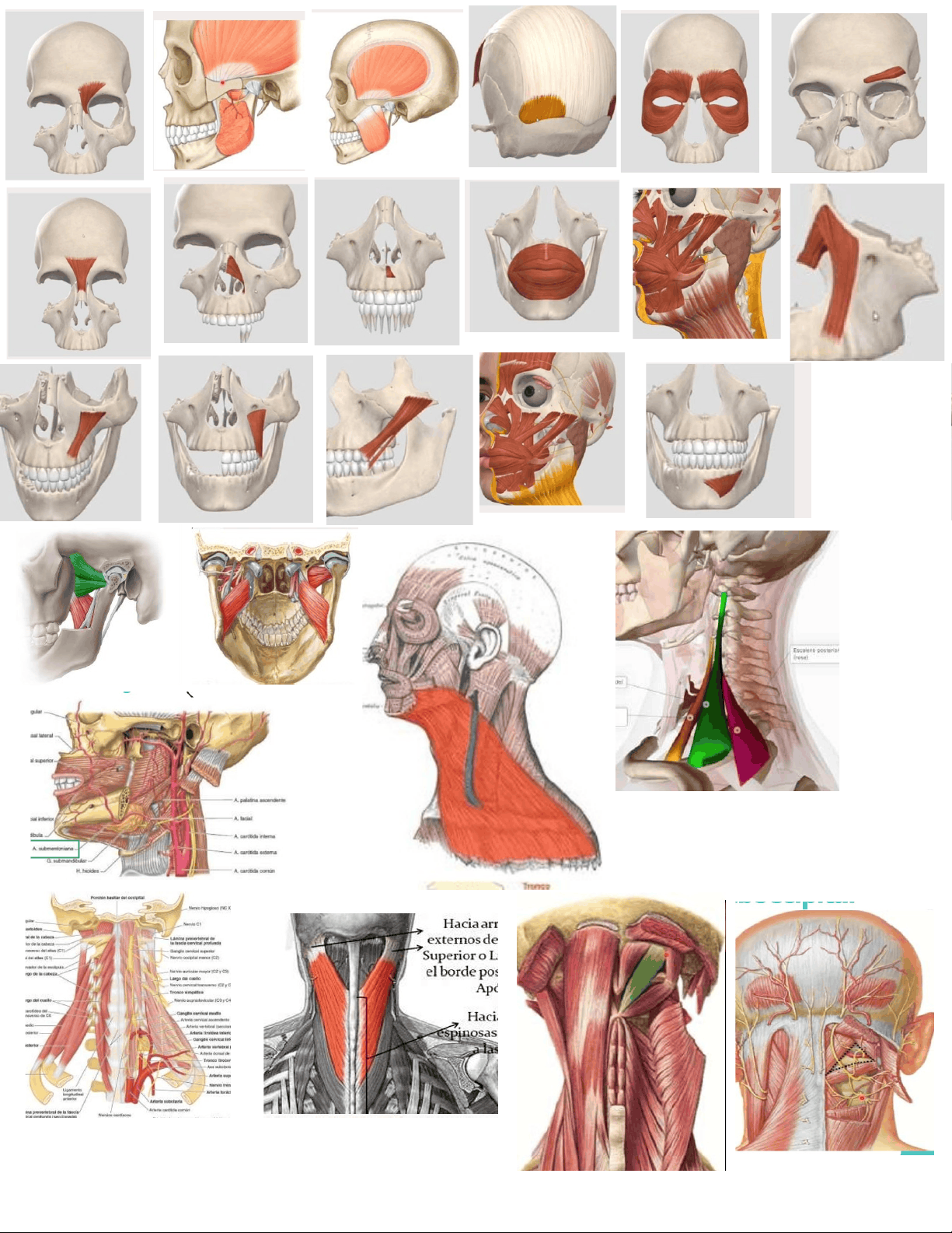 bg1